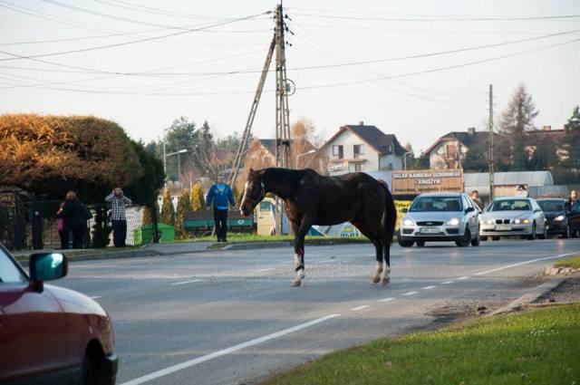 Wodzisław: Zderzenia konia z samochodem osobowym