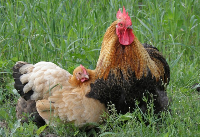 Region: Ptasia grypa powraca