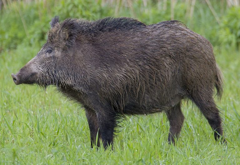 Dziennik Zachodni: uwaga na dziki w powiecie wodzisławskim