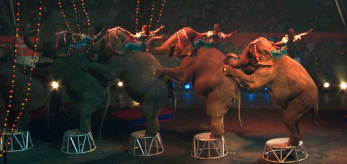cyrk_slonie.jpg Fot. freeimages