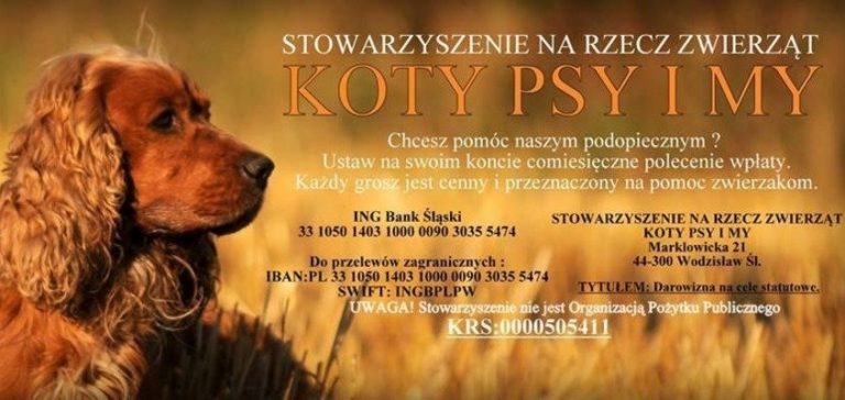 Wodzisław: 60 tys. złotych na ochronę bezdomnych zwierząt