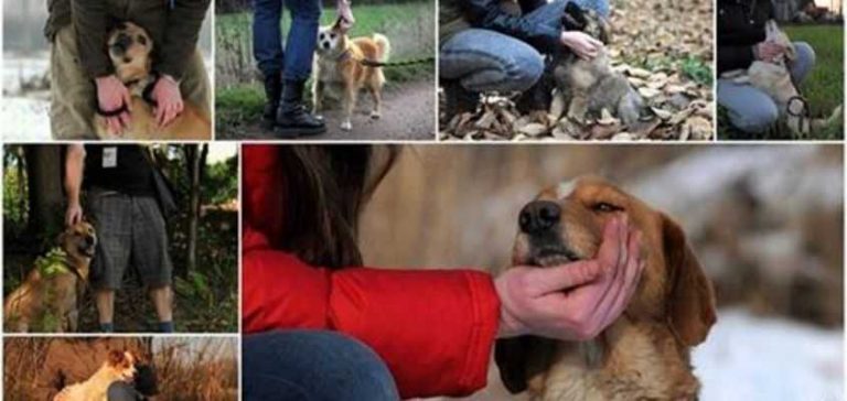 Kochasz zwierzęta? Pomóż pomagać