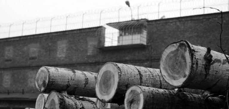 W Raciborzu wycinają topole obok więzienia