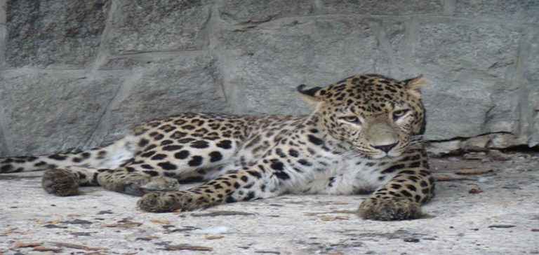 Z wizytą w Śląskim ZOO – stań oko w oko z gepardem lub tygrysem
