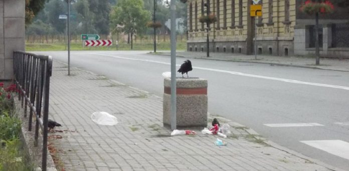 kędzierzyn koźle