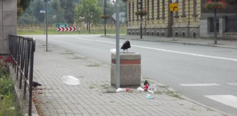 Kędzierzyn-Koźle: Za śmieci wokół śmietników odpowiadają… wrony!