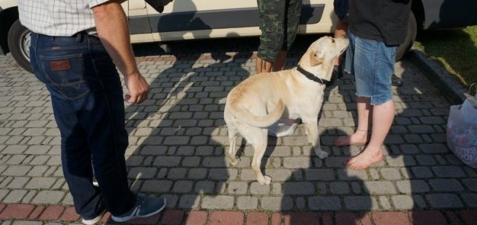 Wodzisław, Najcieplejsze Miejsce Na Ziemi: Zatrzymani z marihuaną podczas Festiwalu Reggae