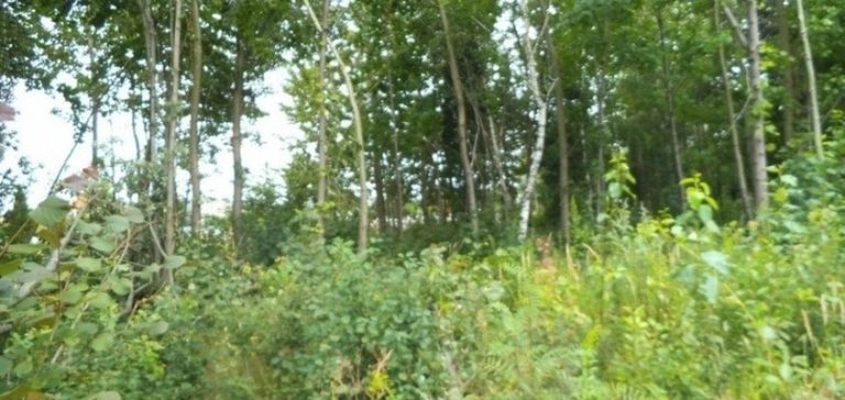 Rydułtowy przeprowadzą wycinkę ponad 200 drzew