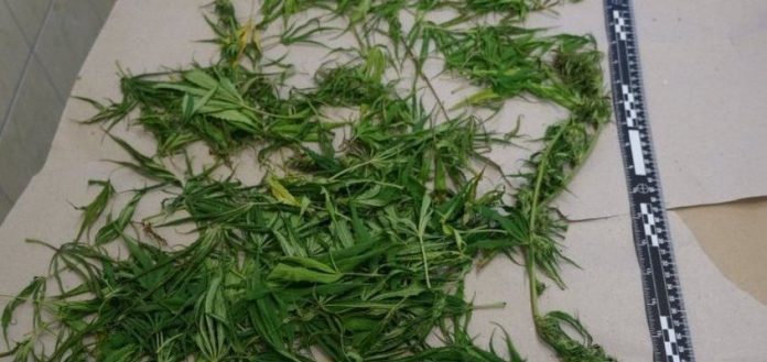 Wodzisław, ul. Letnia: Marihuana w mieszkaniu - nastolatek w rękach policji