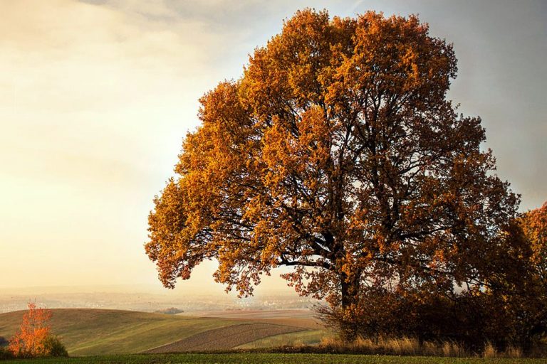 14. edycja „Święta Drzewa”